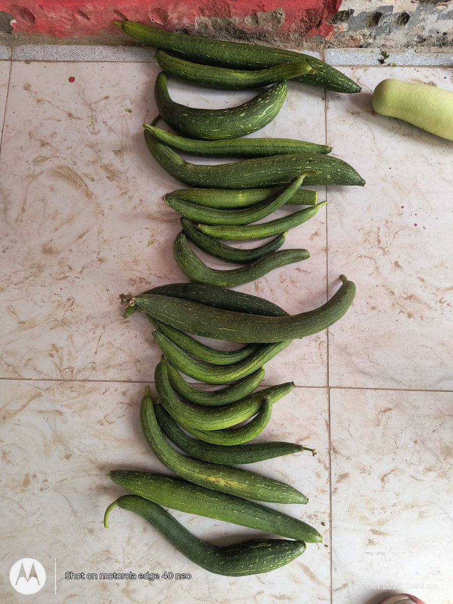 dineshsingUPPSS's tweet image. बिना रासायनिक खाद के तैयार सब्जियाँ 
Cs सूदनपुर विजईपुर फतेहपुर