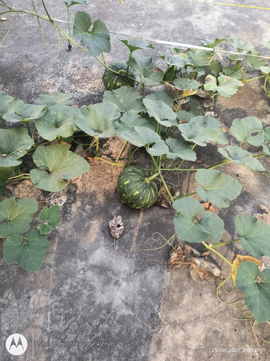 dineshsingUPPSS's tweet image. बिना रासायनिक खाद के तैयार सब्जियाँ 
Cs सूदनपुर विजईपुर फतेहपुर