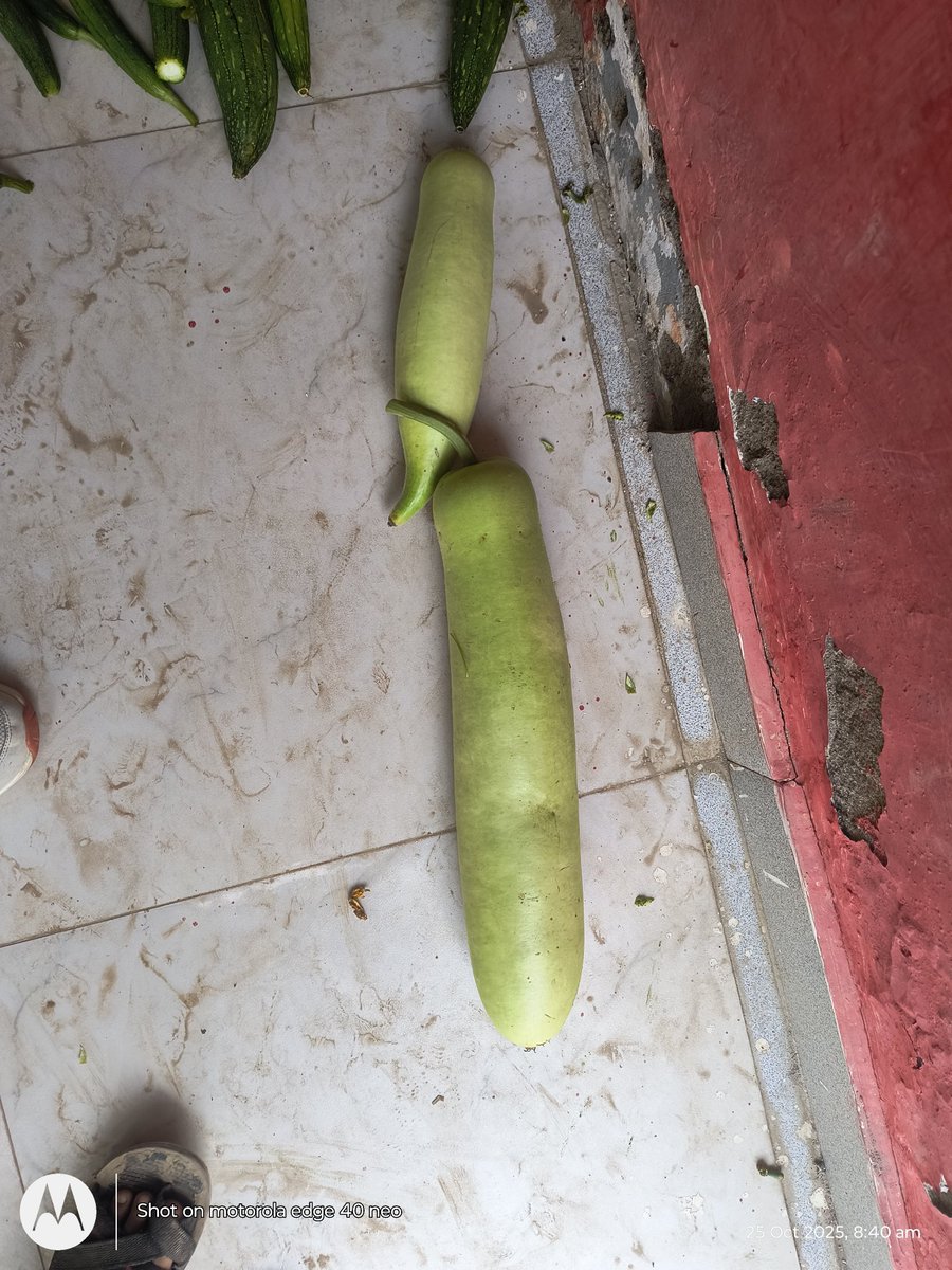 dineshsingUPPSS's tweet image. बिना रासायनिक खाद के तैयार सब्जियाँ 
Cs सूदनपुर विजईपुर फतेहपुर