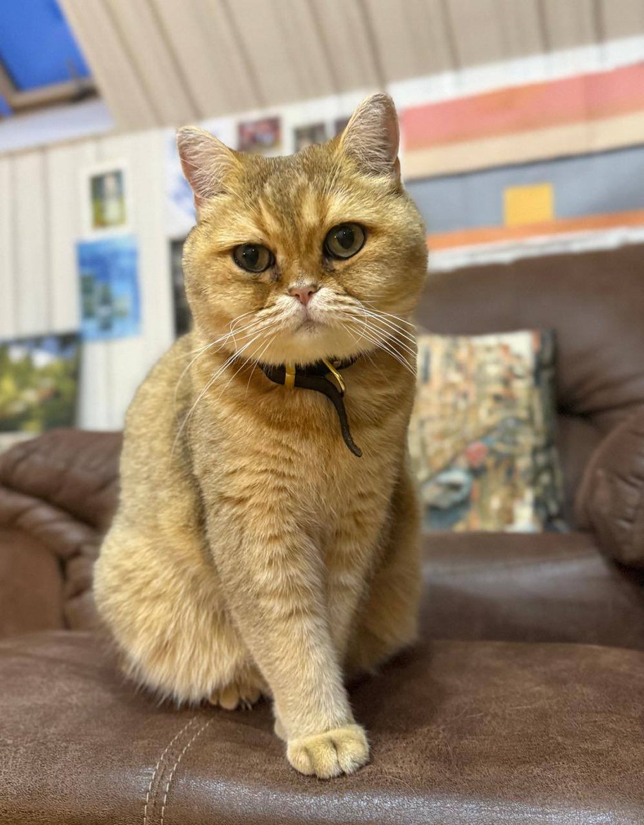 My cat Winston has to listen to the news a lot, so sometimes he has a face like this.

Greetings from Kyiv, friends!