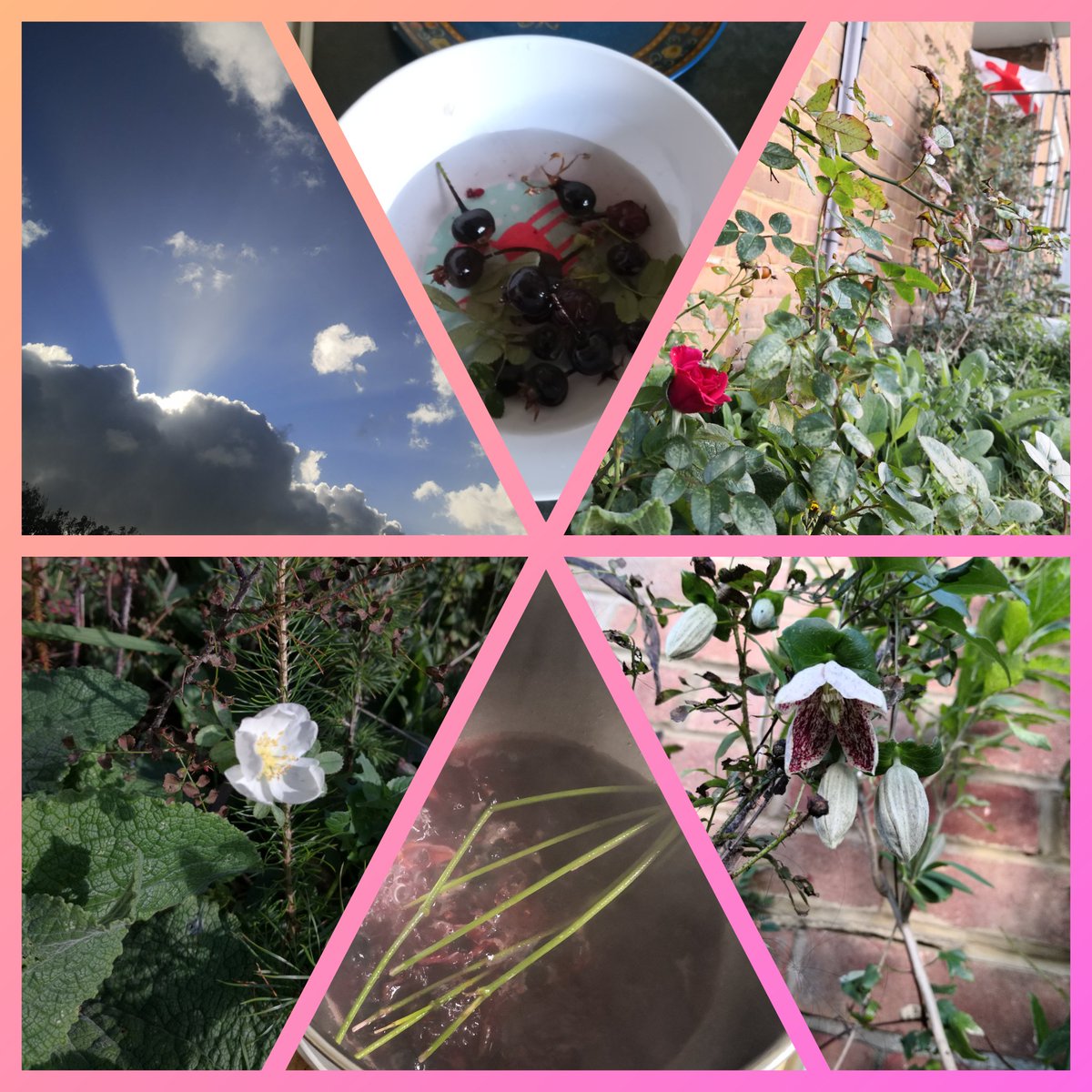 I made my first ever rose hip goo. It's fucking lavely, made from my own scotch burnet roses aka Rosa pimpinellifolia. My pimpin rose goo is tasty, high in vitamin C &amp; makes me feel like a real south saxon tradwench. Also includes date, rose water &amp; spiced honey #sixonsaturday