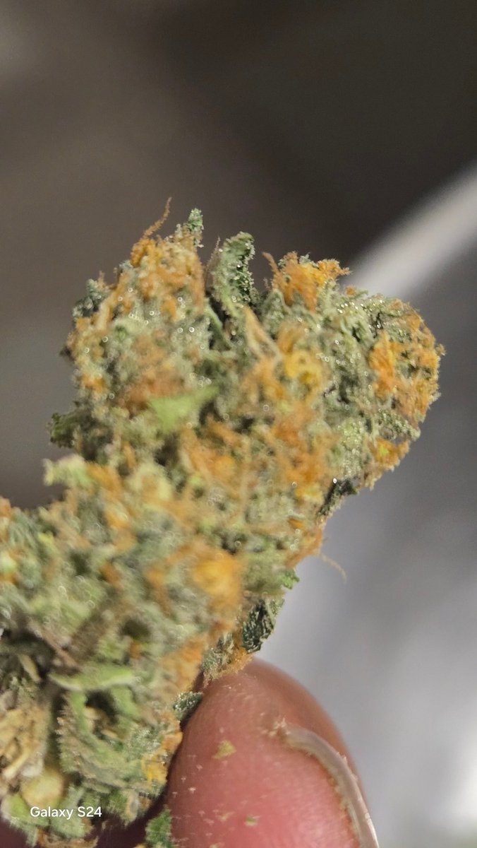 duckdodgers68's tweet image. OC Runtz from @irvineseedco small