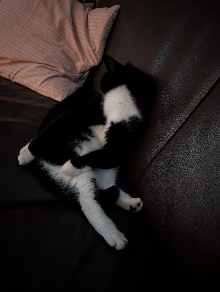 LEUTE GUCKT MAL FRIEDA!!! 🐈