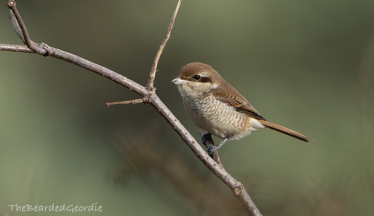 BROWN SHRIKE showed a bit better today in Suffolk
<a href="/BirdGuides/">BirdGuides</a> 
<a href="/RareBirdAlertUK/">RareBirdAlertUK</a> 
#UKbirding