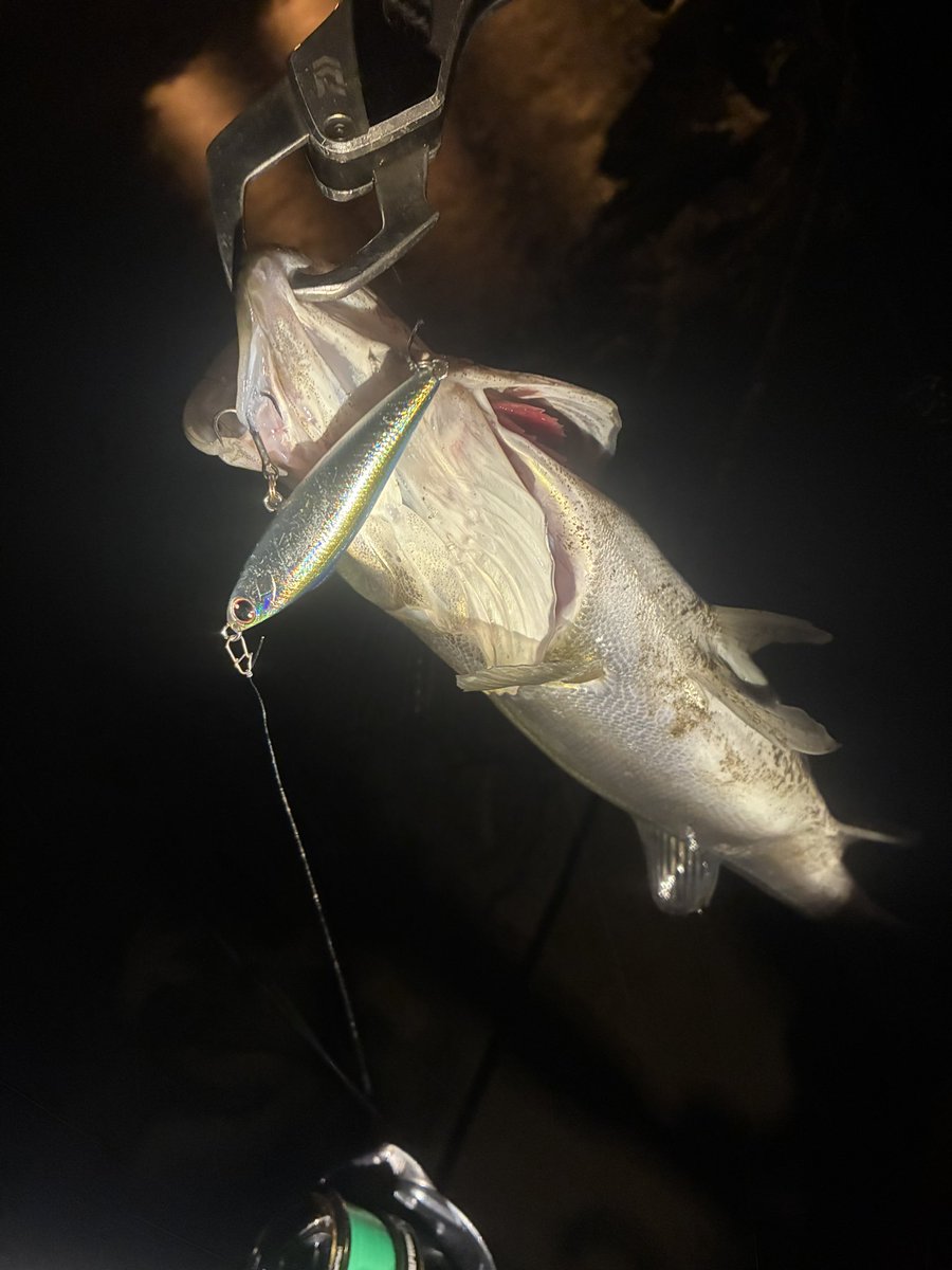 9ヒット8キャッチ🫴

最近ハマってる橋脚ヨレ打ちで短時間で入れ食い🔥

着水点が決まると決まってバイトが発生して
何よりアップの釣りなのでルアーが口の中に入ることが多くゲーム性がたまらない😋

スイッチヒッターにガマカツフックは鬼に金棒👹

#morethan
#スイッチヒッター65s