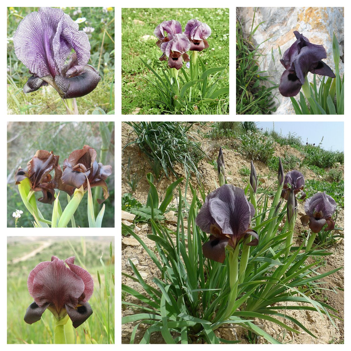 Faqqua irises or Iris haynei, the national flower of Palestine. I hope the world will stop complicity in apartheid, genocide and everything else, especially "the west". But here's a bunch of pics that aren't mine in a lil collage 🇵🇸 #sixonsaturday #flowers #palestine