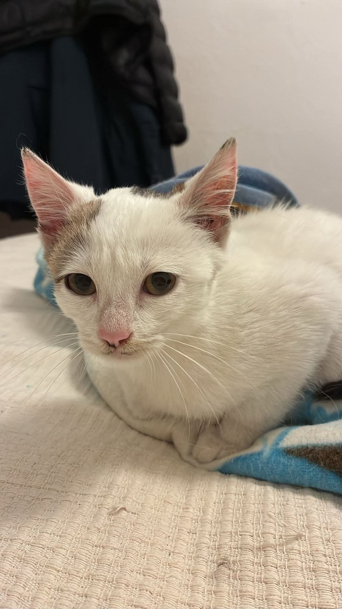 Es un cachorro aún pero se le ve una mirada tan desolada como si sobrara allí 😢
Su acogida dice que le da alergia aunque tiene otro gato 😯, que puede ser, nunca se sabe, pero esos ojitos tristes en un cachorrito 😭💔

Gatito, LEO, rescatado de la calle donde corría peligro. En