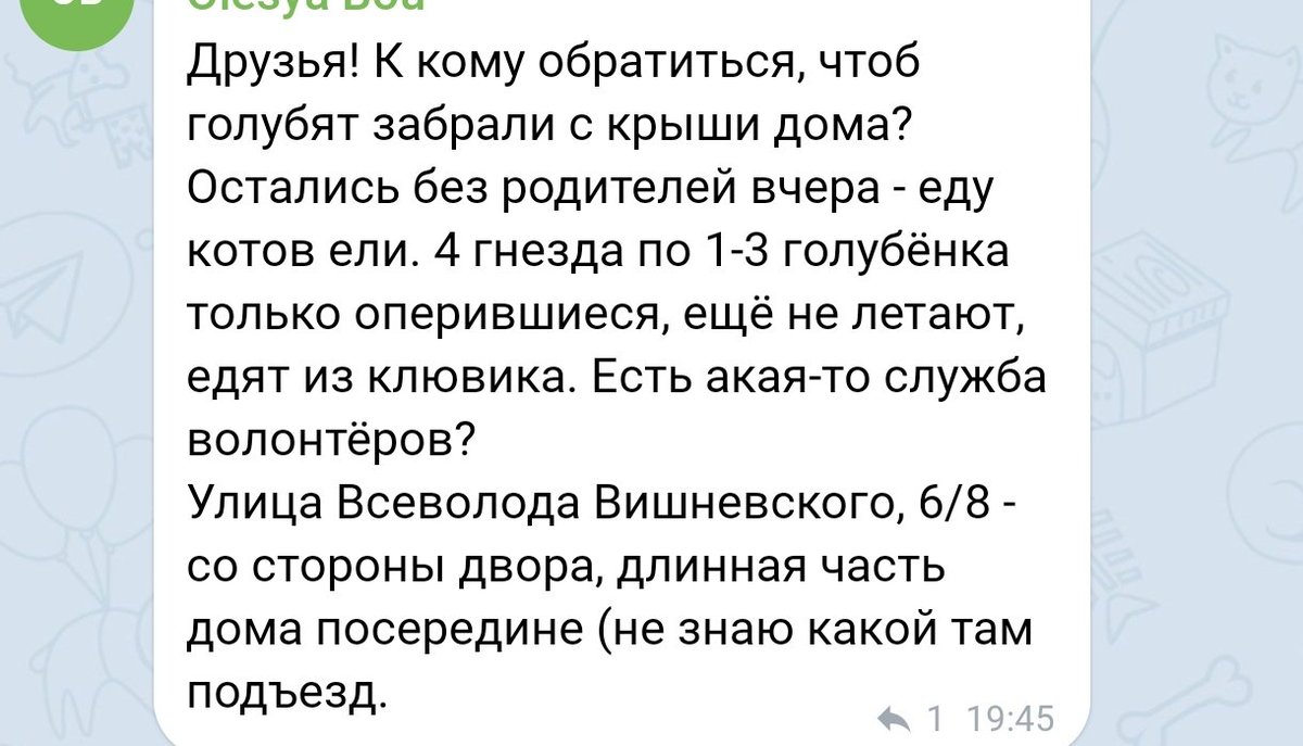 kosmoaila's tweet image. Сос! Срочно! Москва. 
Нужно прямо забрать голубят с крыши, они остались без родителей, сами есть не умеют, второй день голодные. Желательно кто-то, кто умеет выкармливать птенцов голубей, но хотя бы просто забрать, чтобы волонтёры потом их взяли на выкорм.