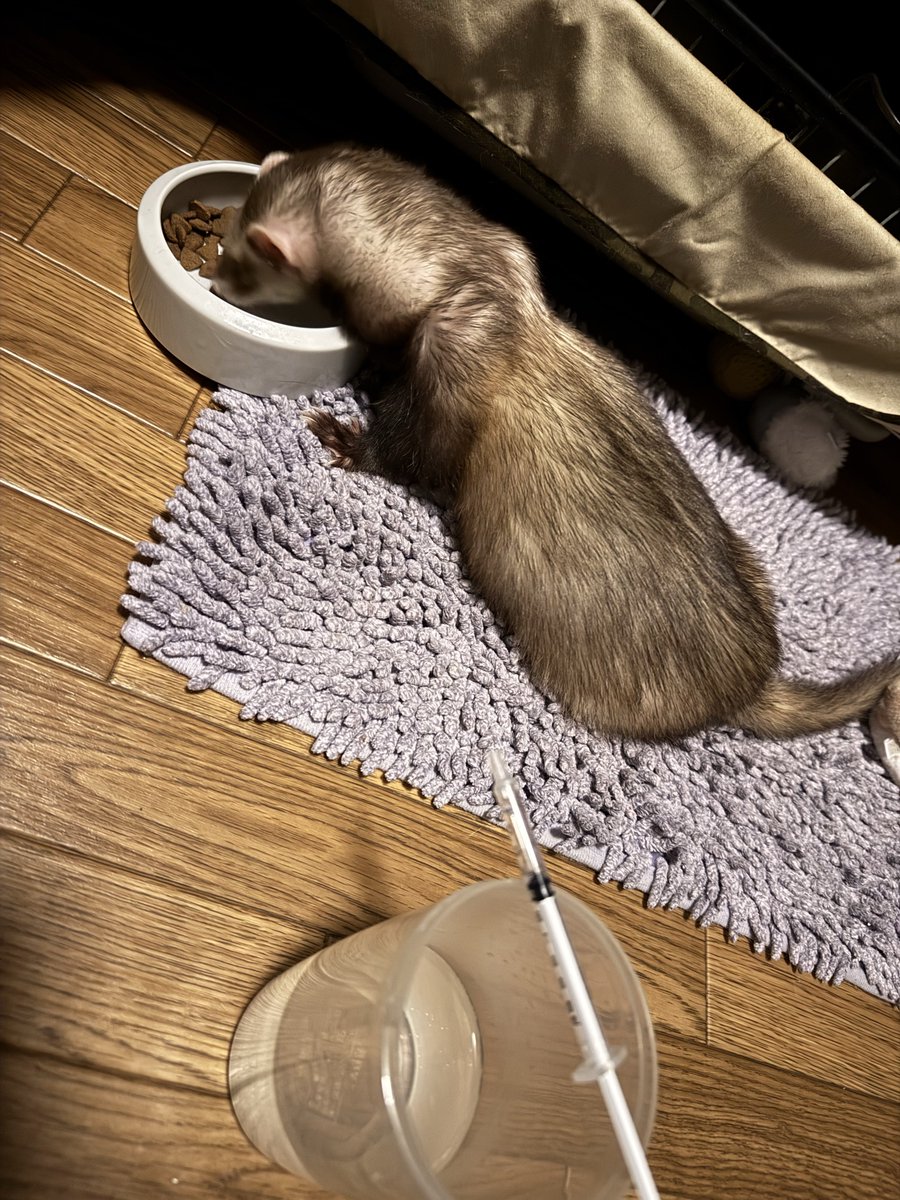 いま起こされてシリンジで水と少しミルク飲ませたら、口痛いだろうにカリカリ自分で食べ始めた

でも全然上手くカリカリ捉えられてないし、食べるのまだ早くないか？
傷が再悪化しない？大丈夫？？

でも食べてくれることは嬉しい

餌皿掬いやすい皿探してみようかな