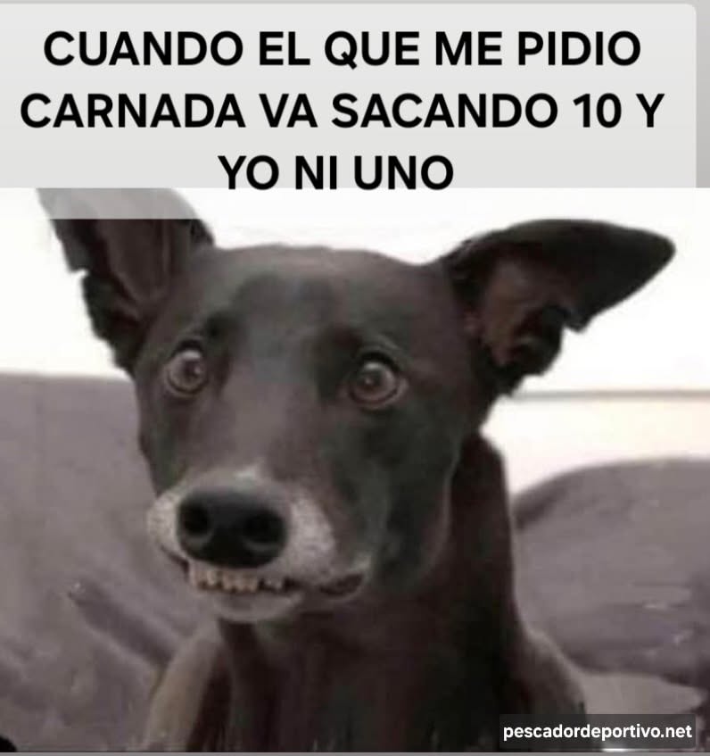 BlogPesca's tweet image. 