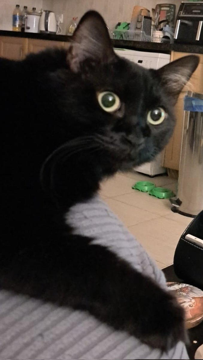 tedthemackem's tweet image. But Dad, the Mags say we haven&apos;t played anyone yet?

#SAFC #EPL #BLACKCATS #Chelsea