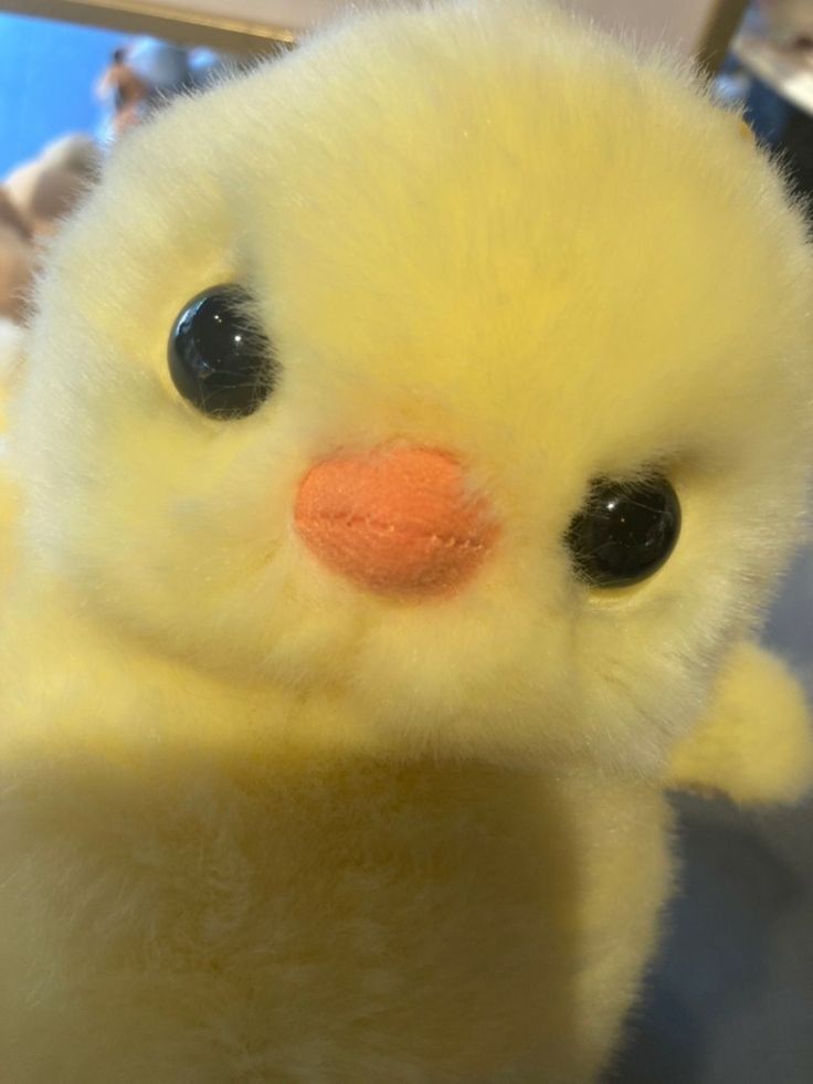 cdoll's tweet image.