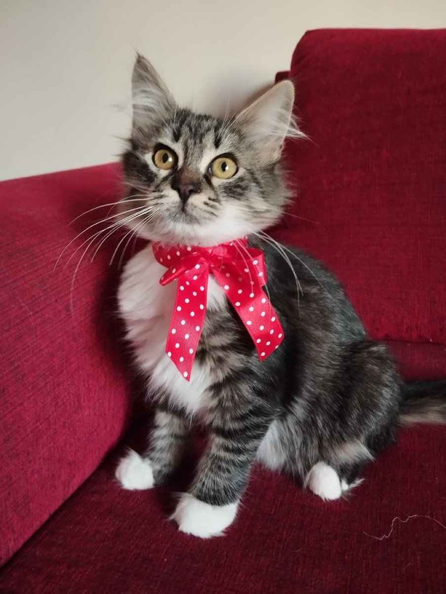 Teo yuva arıyor. Henüz 3 aylık bile değil anneden ayırıp parka bırakıldı küçük,bol tüylü afacan . İlan ile ilgilenenlerden,  oturdukları semt , yaş,meslek ve varsa çocuklarının yaşlarını WHATSAPP üzerinden belirtmelerini rica ediyoruz. 
Göztepe İstanbul
05322351532

<a href="/Parkkedisi1/">Parkkedisi</a>