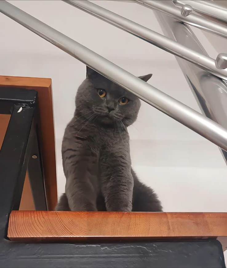 "Çorlu kayıp . Çorlu Şehsinan mahallesi kumyol caddesi otogar yakınlarında kayboldu . Adı Misket. Erkek, çipi yok. İletişim : +90 553 009 70 81  facebook.com/photo/?fbid=12…