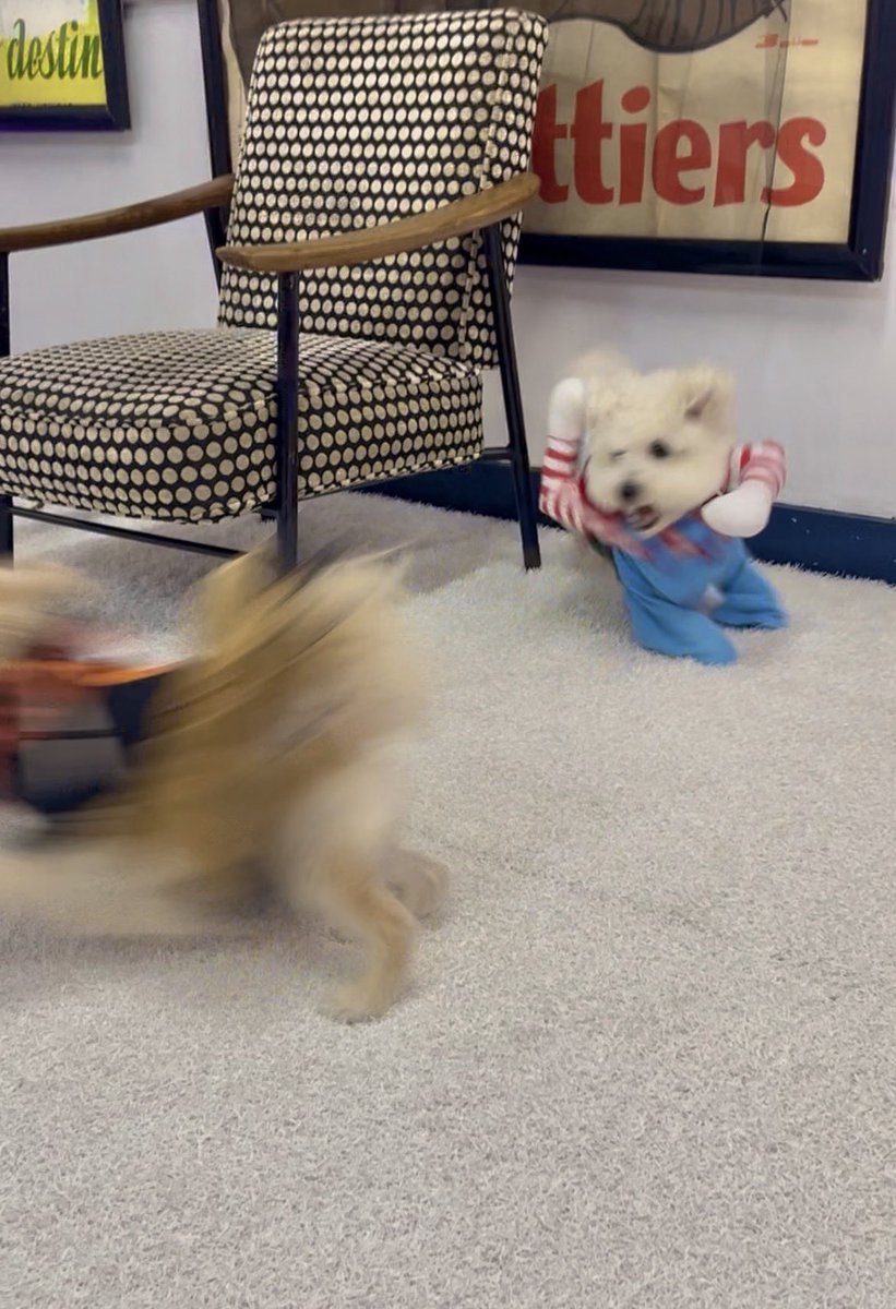 【悲報】犬がこわい