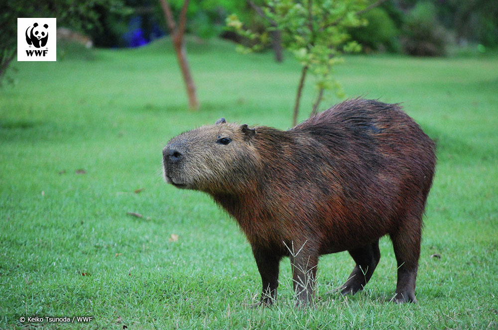 PANDA LOVE♥️ (@PANDALOVE0612) / Posts / X