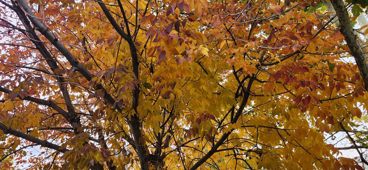 IslandPark2023's tweet photo. I opened my back door to see this beautiful color! 😍 #LoveFall https://t.co/Pjmxkw4lxY