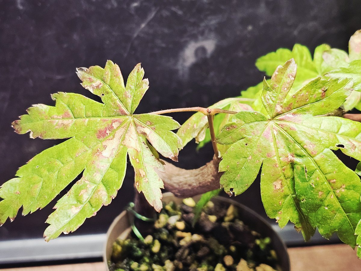 モミジです。 造花】ビバ工芸/VFG-5549 モミジ大枝 OR/VFG-5549 - 花材通販は