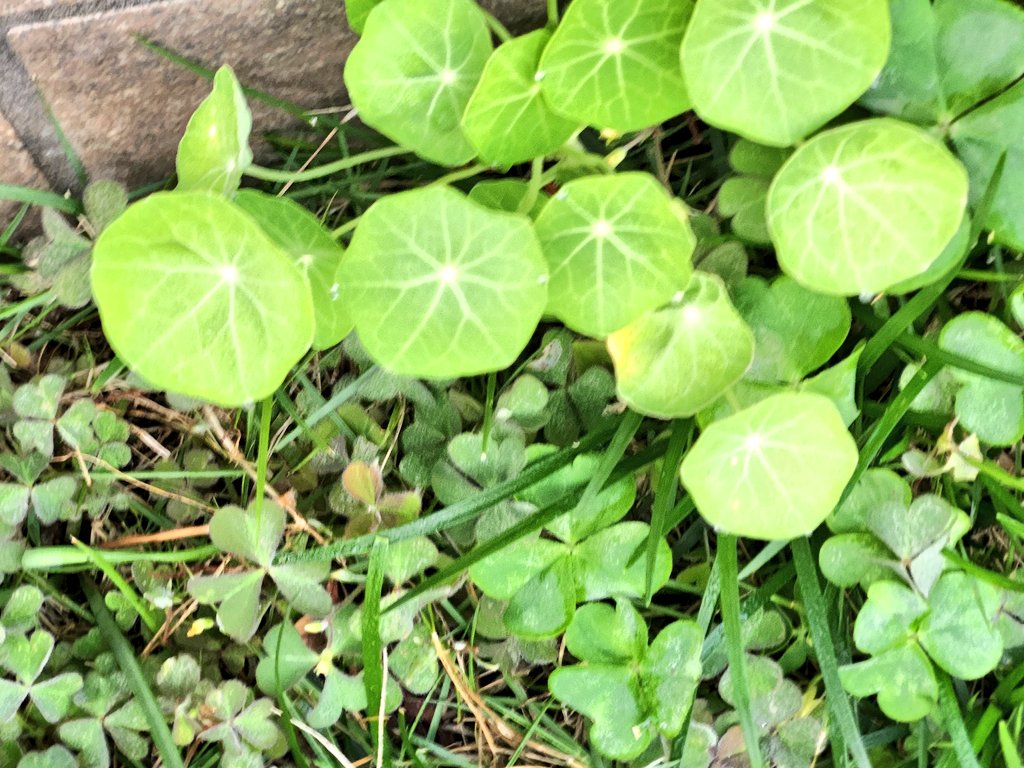 きんぎょページ sachiyo on X