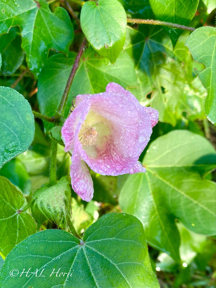 HALHoriiart's tweet image. 綿の花🤍💦
#flower #nature
#NaturePhotography