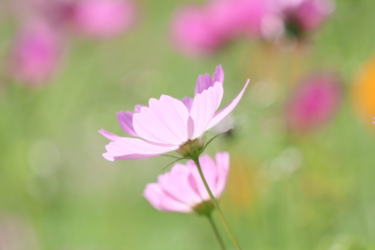 KATAR7photo's tweet image. #TLを花でいっぱいにしよう
#ファインダー越しの世界 
#写真好きな人とつながりたい 
#キリトリセカイ
#花夢
コスモス