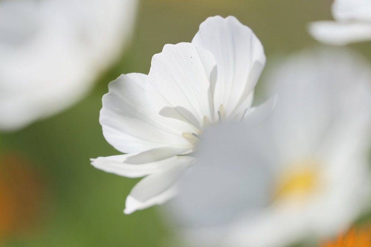 KATAR7photo's tweet image. #TLを花でいっぱいにしよう
#ファインダー越しの世界 
#写真好きな人とつながりたい 
#キリトリセカイ
#花夢
コスモス