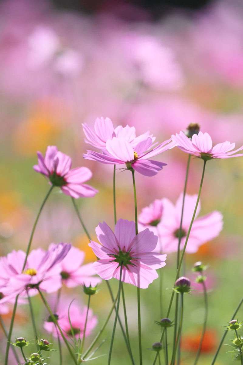 KATAR7photo's tweet image. #TLを花でいっぱいにしよう
#ファインダー越しの世界 
#写真好きな人とつながりたい 
#キリトリセカイ
#花夢
コスモス
