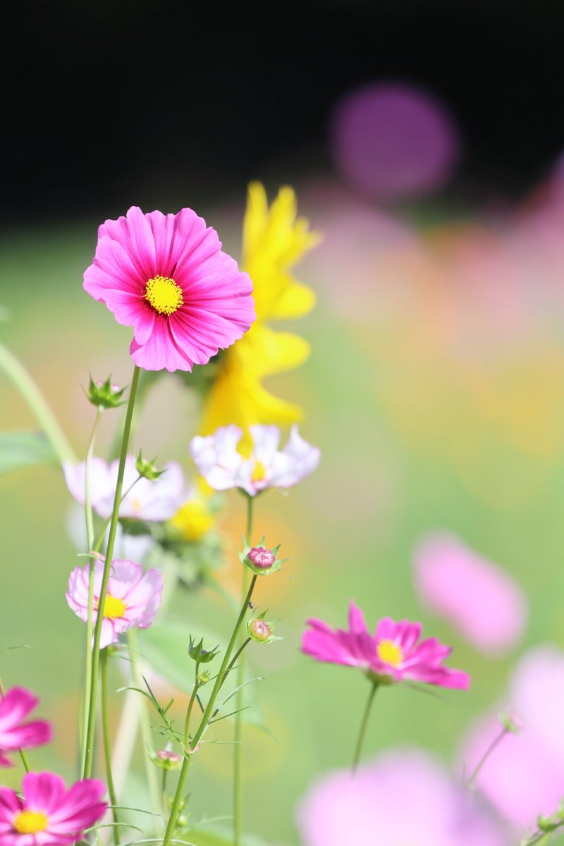 KATAR7photo's tweet image. #TLを花でいっぱいにしよう
#ファインダー越しの世界 
#写真好きな人とつながりたい 
#キリトリセカイ
#花夢
コスモス
