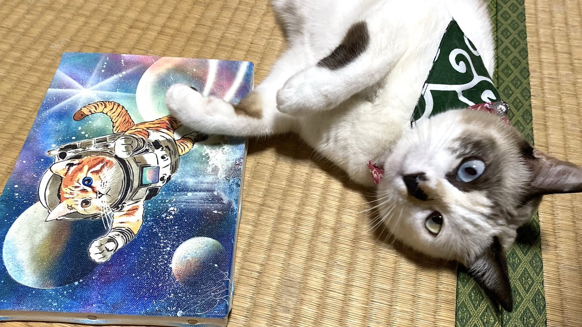 スプレーアートエデン様作品★宇宙猫 スプレーアートエデン様作品☆宇宙猫 Amazon.co.jp: スプレー