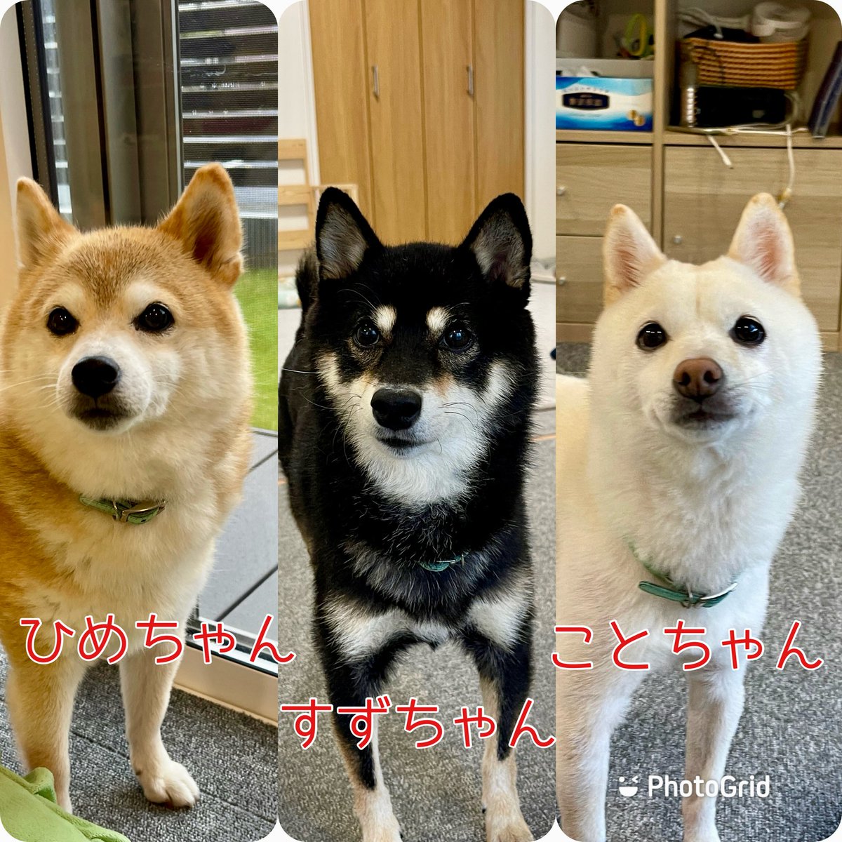 豆柴3色姉妹♪姫.鈴.琴♪ (@himesuzukoto) / Posts / X
