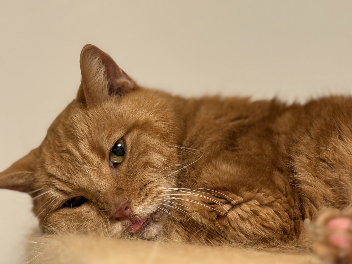 みぃすけ様 みぃすけ (@Mimami_cat) / Posts / X