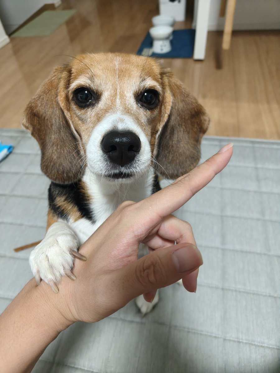 可愛いけど爪切ろうか😖
#beagle
