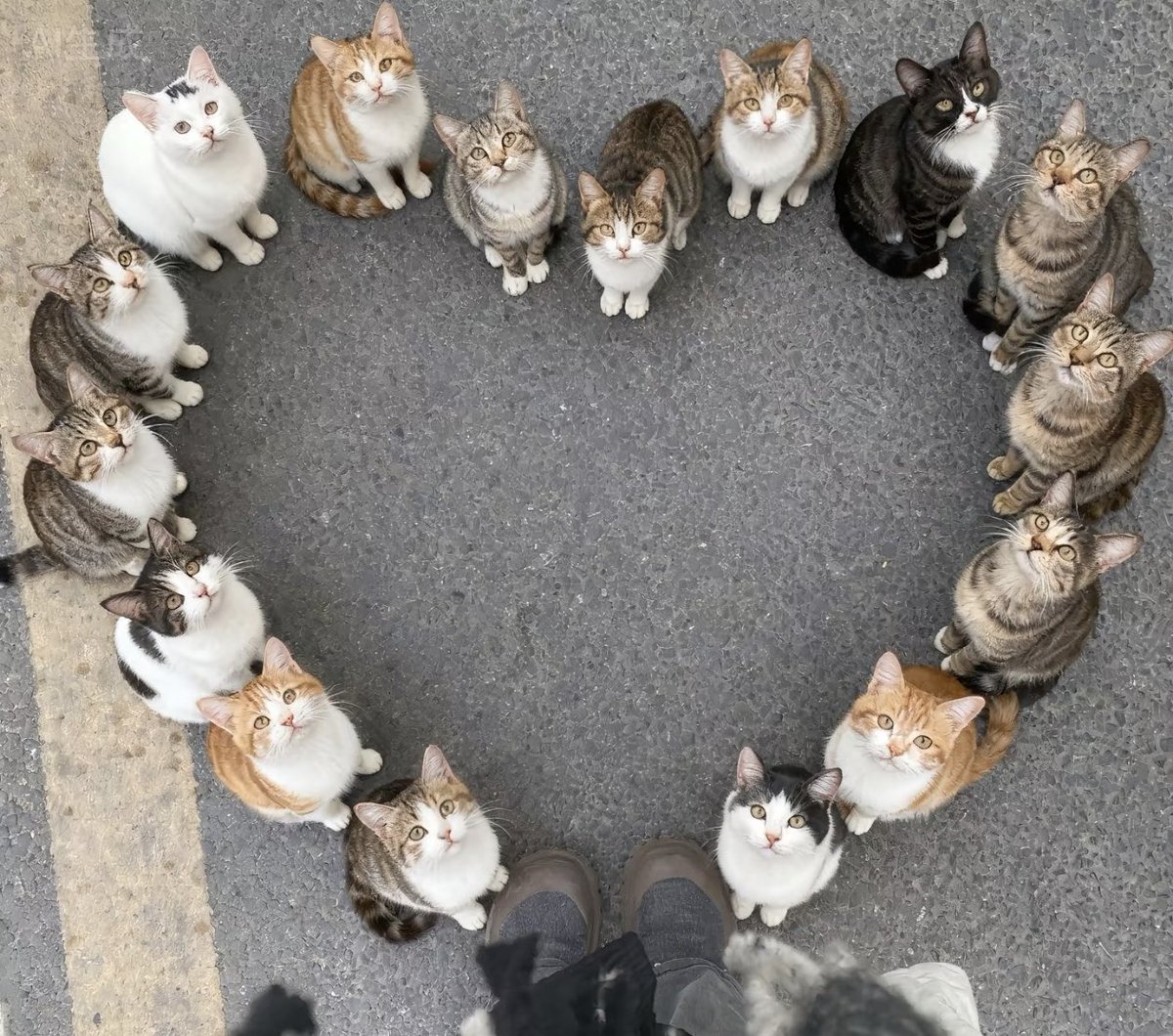 ねこますたー z4520699689745.jpg