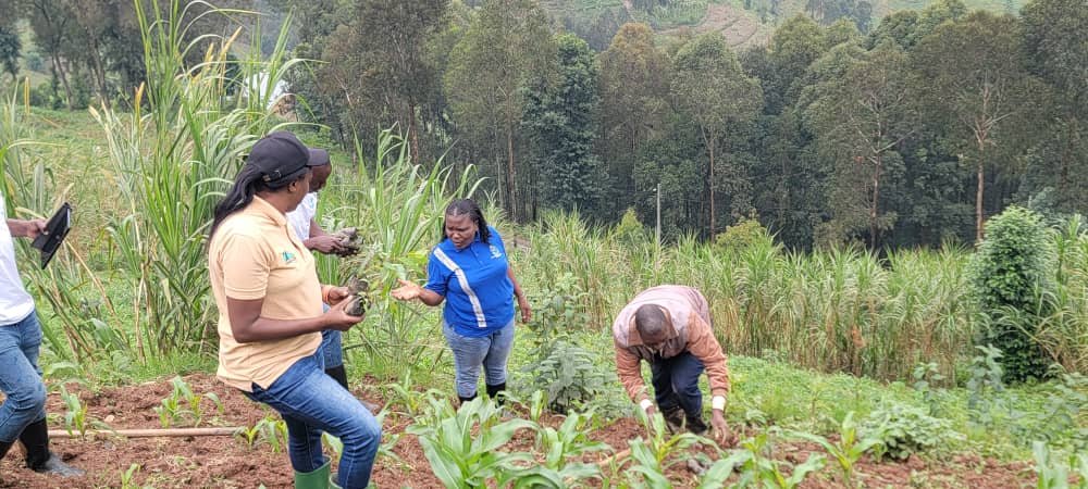 ecoverdeneta's tweet photo. On Oct 26, 2025, EVNA,  @GakenkeDistrict and local community members joined the monthly community work (Umuganda) at the Rumaramagambo Food Basket Site (FOBASI) in Kivuruga Sector.
“My Tree, My Legacy,” 
Over 1,000 agroforestry trees were planted to restore degraded hillsides. https://t.co/wINCnfFc24