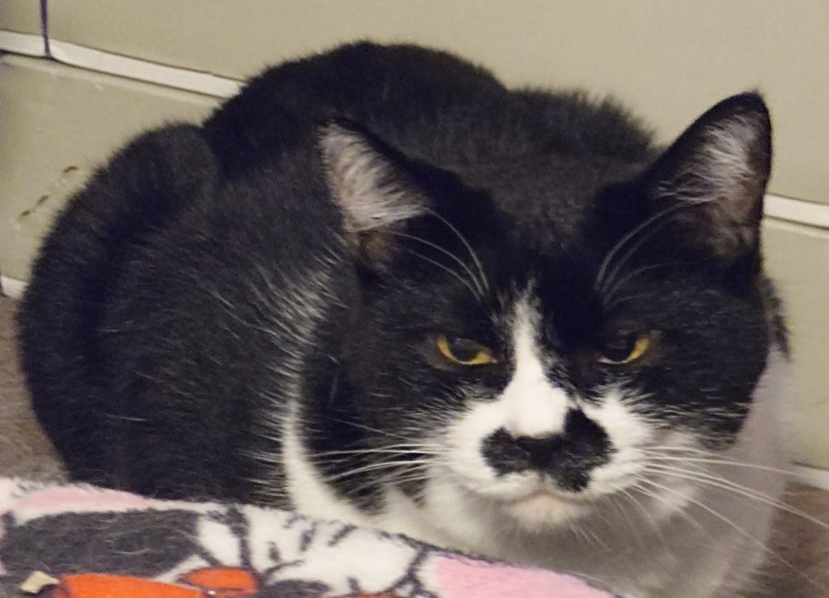 chica0726-cats&animals (@cats_chica0726) / Posts / X