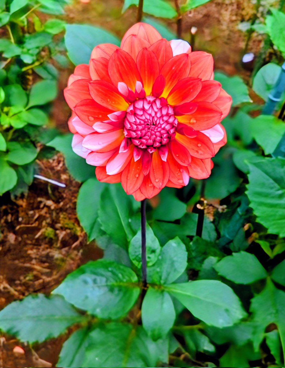 🌟ゆうこ🌸 on X