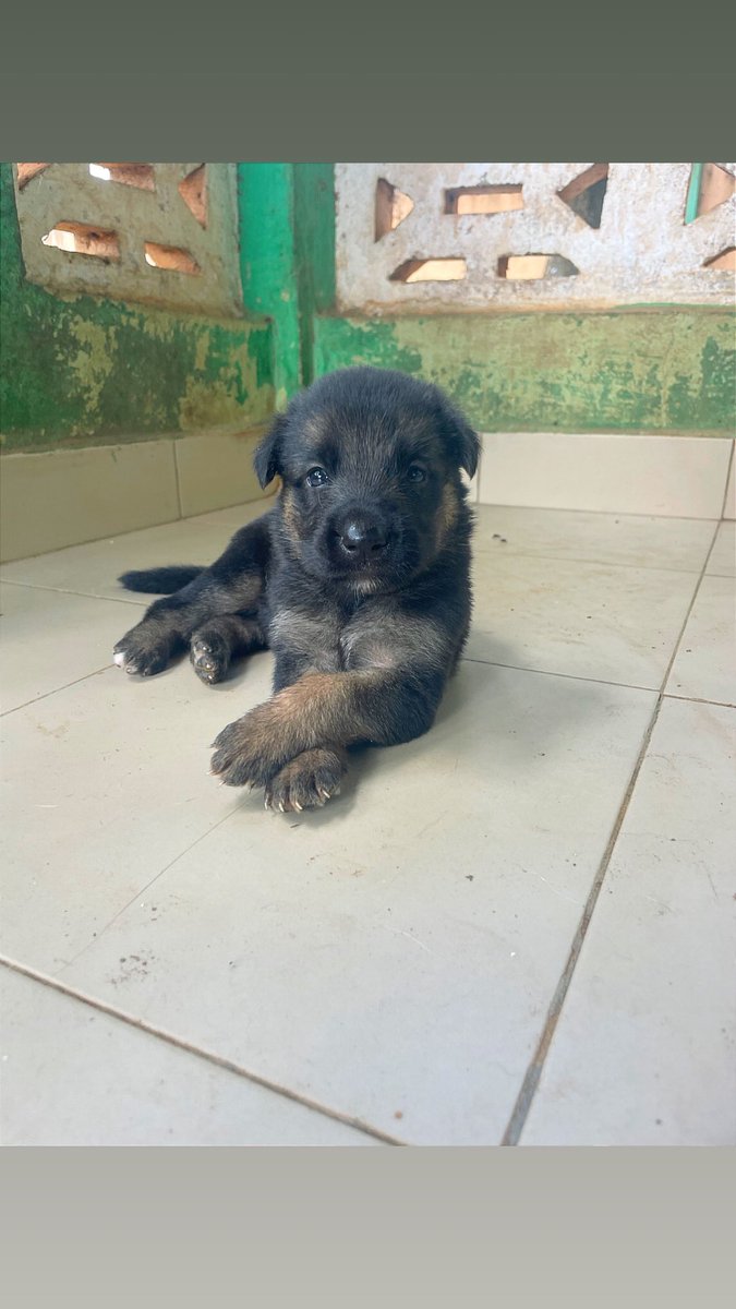 ceb_kennel's tweet photo. Shepherd puppies Available 🇬🇭 
Price: 3500
Call/WhatsApp: 0207459222
🐶🐶🐶🐶🐶🐶🐶🐶🐶

Lipool | Mmoa | #ImisiAyanwale | "Them Dey" | Draw | Swears https://t.co/Ypy4kb8B9y