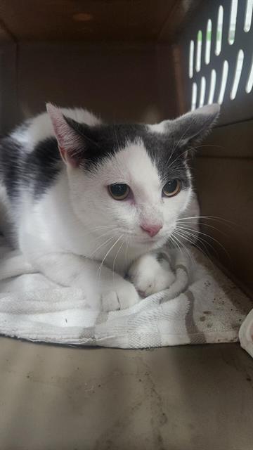 PetfindToronto's tweet image. #DUNDAS #SPADINA  Pls RT2unite #FOUND #CAT- 23-Oct-25 #Toronto Animal Services A1019924 #PUBLIC L&amp;amp;F 416-338-7297 WHITE GRY DSH M/?Age