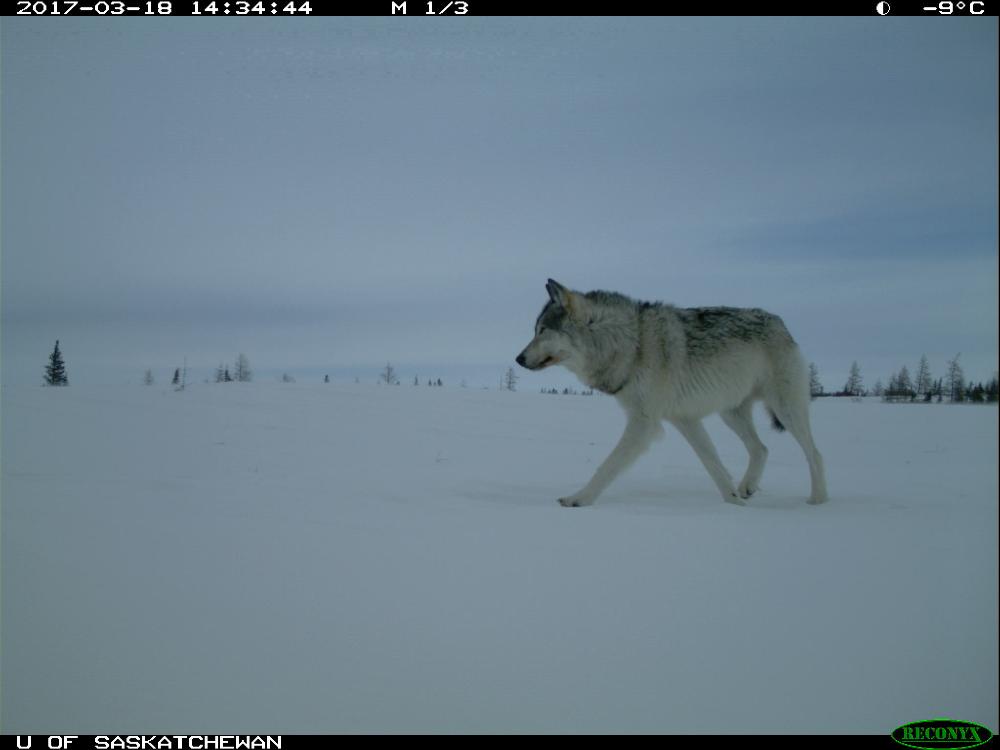 trailcam (@trail_cams) on Twitter photo 