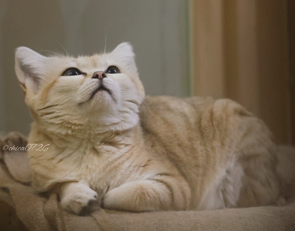 chica0726-cats&animals (@cats_chica0726) / Posts / X