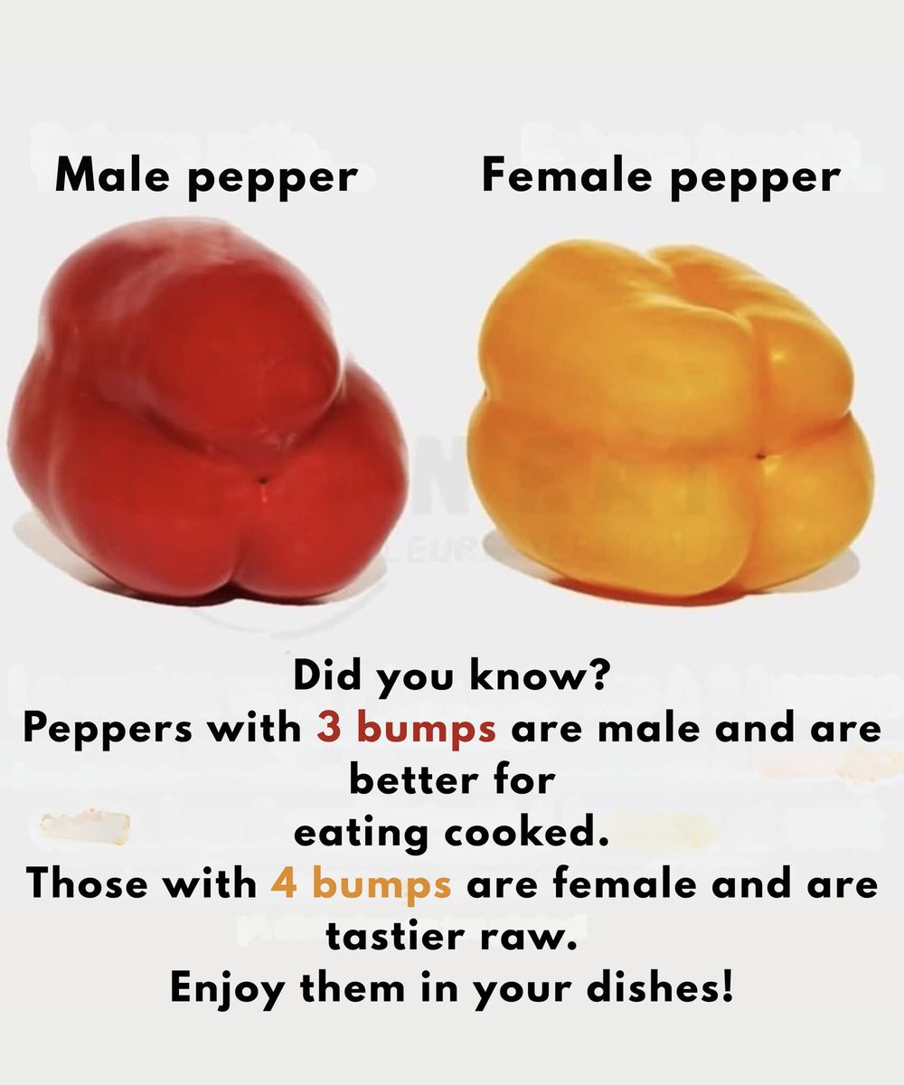 zola_hashatsi's tweet image. Peppers with three bumps are considered male and are ideal for cooking, as their texture is firmer.
Those with four bumps are considered female and are sweeter, so they are best enjoyed raw in salads or fresh dishes.
#UselessPieceOfInformation
#UseIt
#DontUseIt
#AbuseIt
#LoseIt