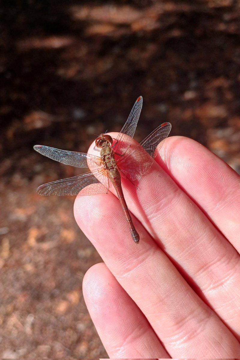 It's October 25th, and there are still dragonflies out and about! ❤️
#MikisewProvincialPark <a href="/MikisewProvPark/">Mikisew Prov Park</a>