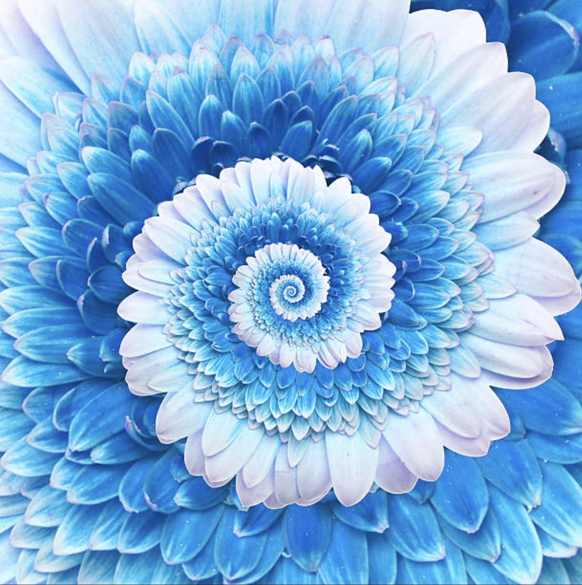FLOWER_SOLANA's tweet photo. Enter the Flowtrix https://t.co/4KhxPgis6c