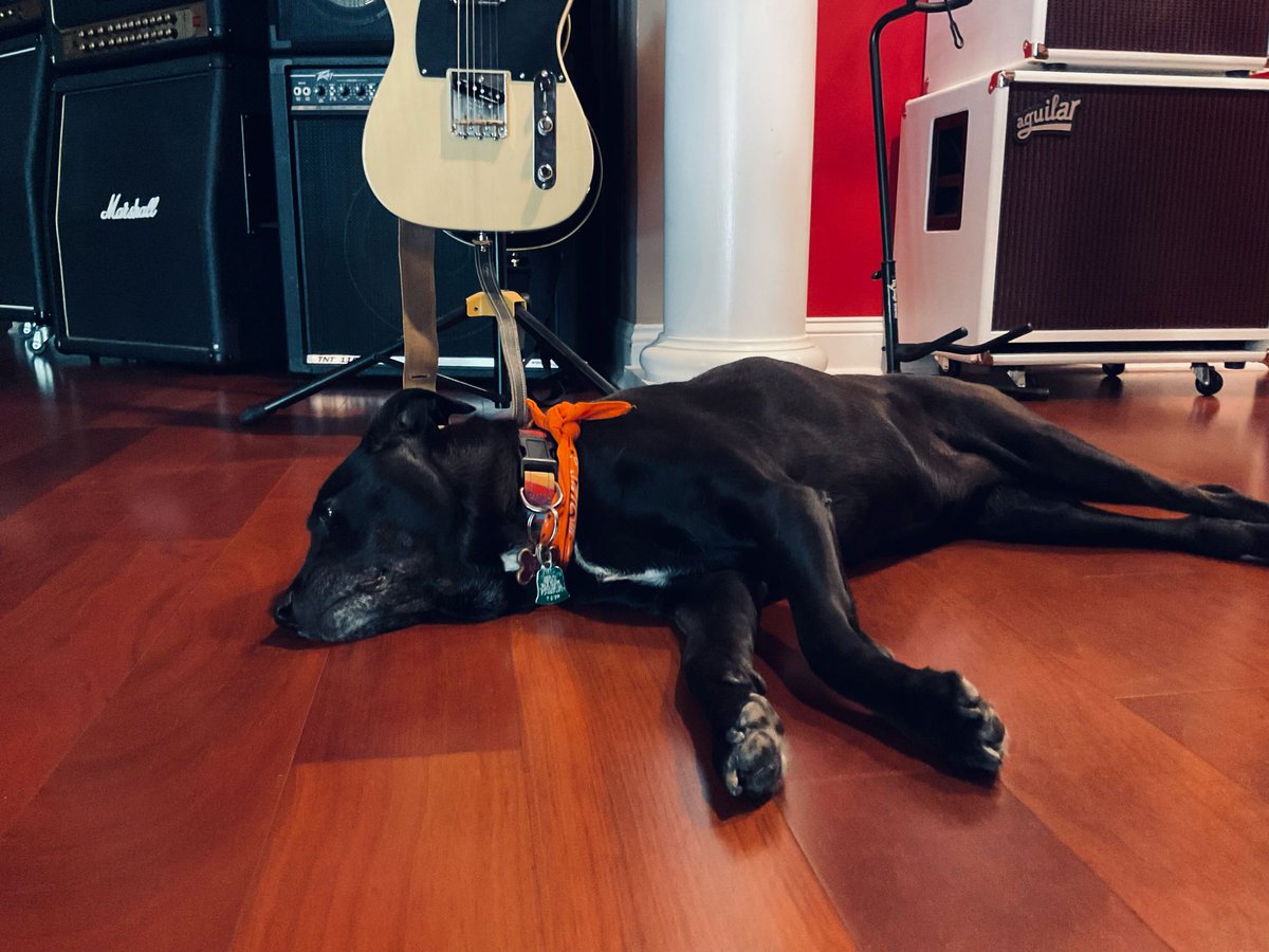 SoundGasmStudio's tweet photo. Our studio dog Lucy made a visit today #studio #dog #recording https://t.co/UvxKD35vfF
