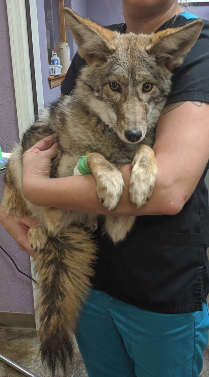 spot the difference! 
🎨 <a href="/KofeeTheFluff/">𝙆𝙊𝙁𝙀𝙀🔜ANE</a>