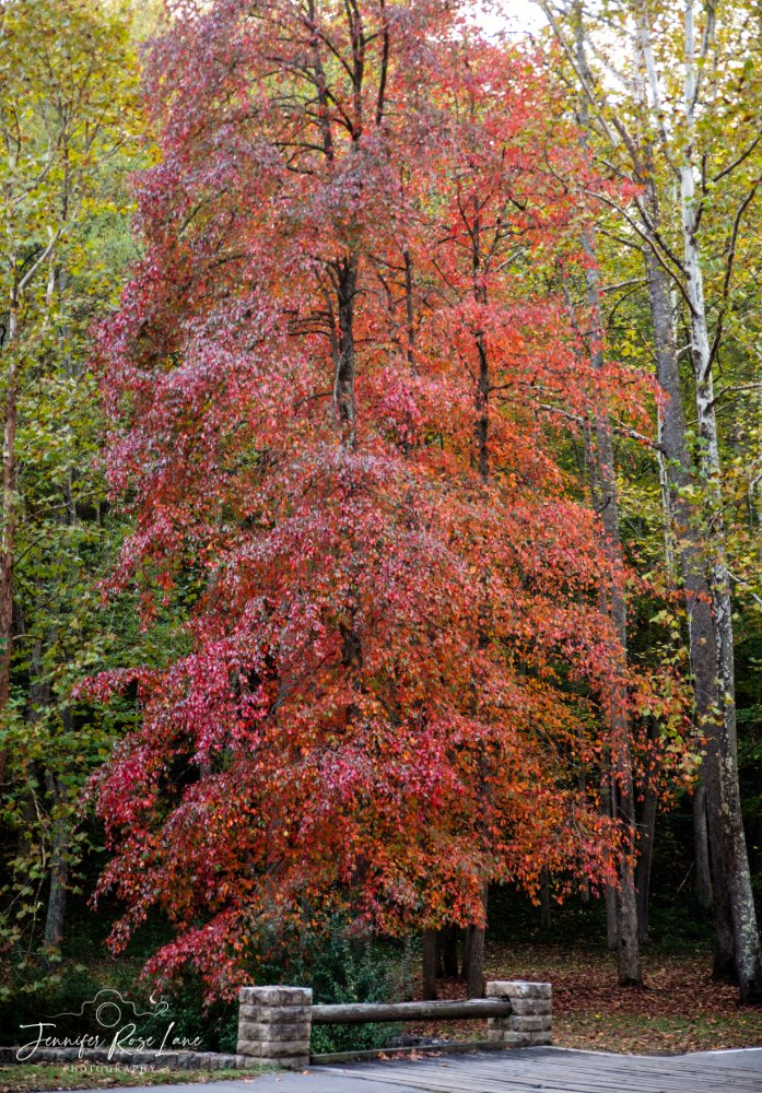 Jens_Starry_Sky's tweet photo. Chief Logan State Park 😍🍂🍁 #FallinWV #LoganCountyWV @SpencerWeather @WSAZBrandon @GaudetWeather @GoToWV https://t.co/WbIrvjUY7I