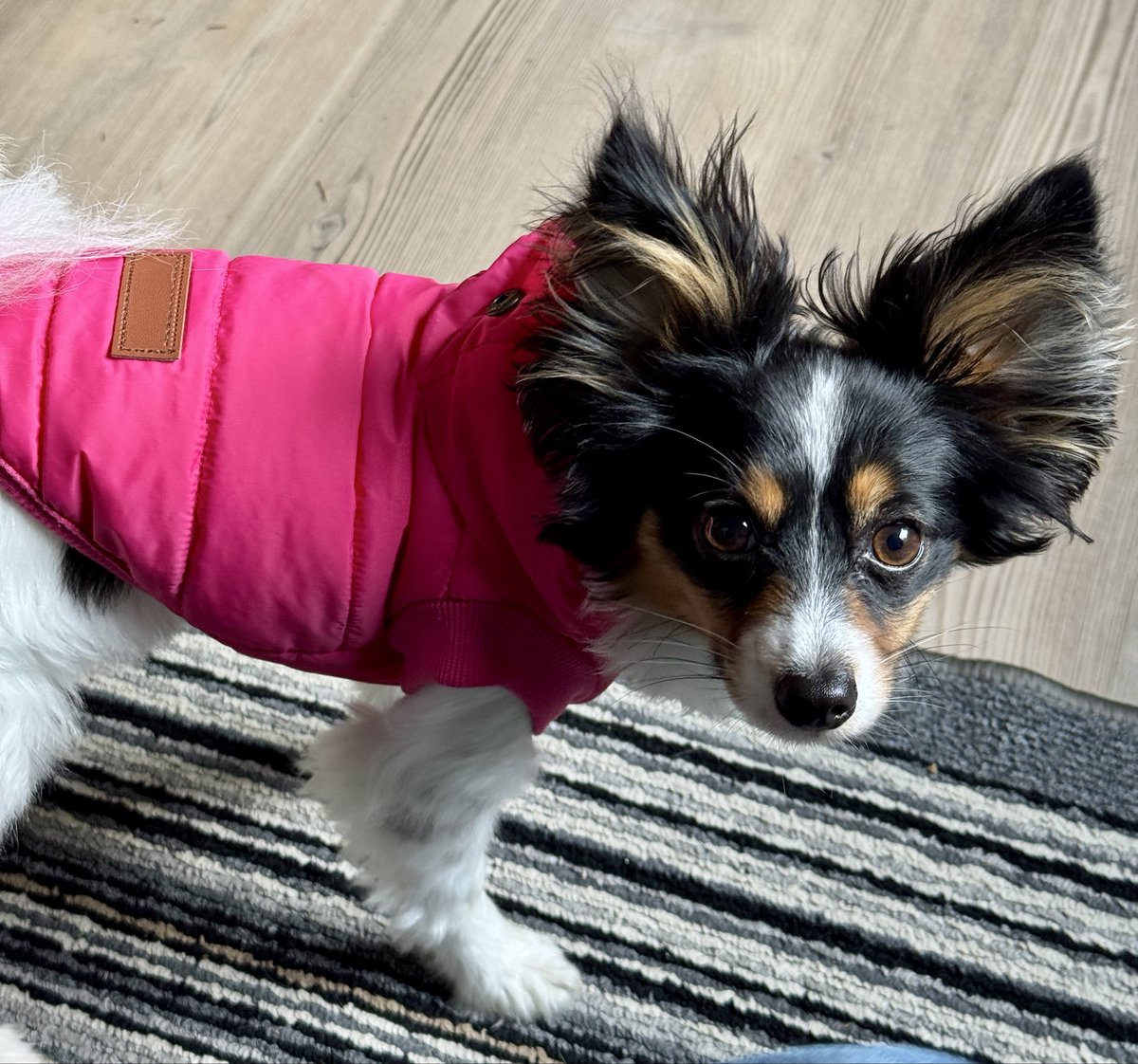 sstrsun's tweet photo. Chevy is dress up for storm watching today. https://t.co/RdtVC4fwFU