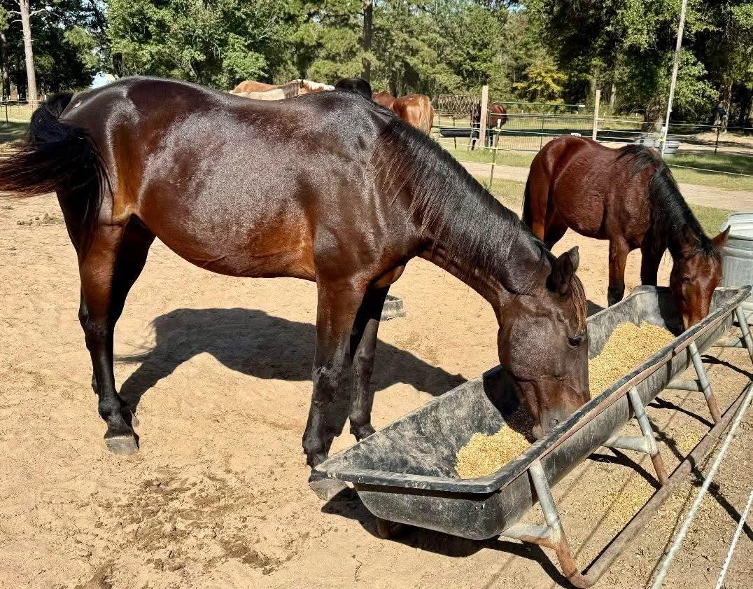 SRF_SOSS's tweet photo. 🧡UPDATE on MAD MADAM MIM💕
Thanks to your generous support, she is now beginning a new life filled with gentle hands &amp; loving care at Hooker Ranch Equine Refuge.
MAD MADAM MIM (7DN38, M) [2006, T, 5, 2:02.1H, $15,374]

#MadMadamMim #SafeAtLast https://t.co/Spgw4yVr6i