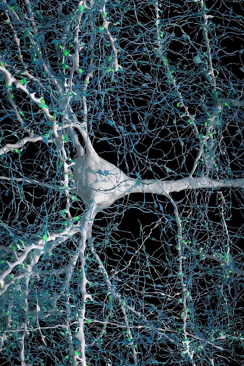forallcurious's tweet image. Your brain doesn't care about your intentions.  
It cares about your repetitions.  
Repetition shapes your reality.