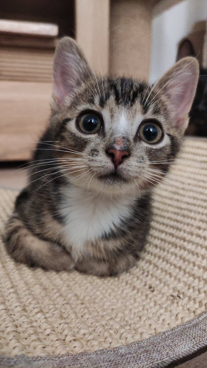 kingofLTypos's tweet image. MAMY CHLEBEK (badzcie mili, to jego pierwszy)